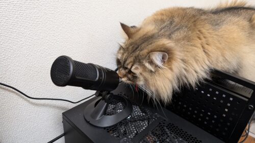 20240710に撮影されたサンデーくん